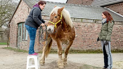 cav-201903-cavallo-coach-0-aufmacher-mit-TEASER-lir2406-v-amendo-schlank (jpg)