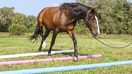 CAV Denksport fürs Pferd