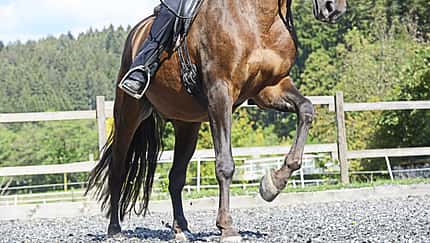 CAV Galopp Konter