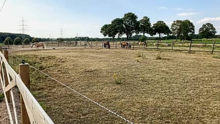 cav-201810-reitschultest-oberhausen-reitverein-ziethen-weide-mit-TEASER-img2092 (jpg)