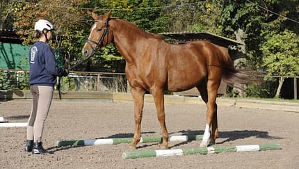 CAV GHP Fuchs Bodenarbeit Stangenkreuz