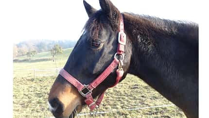 CAV-0212-Reitschultest-Hessen-Indian-Sky-Ranch-Schulpferd (jpg)