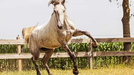 CAV Mustang Makeover Hegge Taipa 5