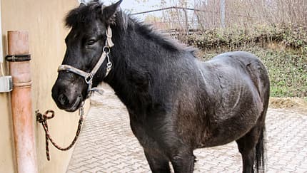 cav-reitschultest-freiburg-022017-alt-vogtshof-und-teaser-schulpferd-moekkvi-floesser (jpg)