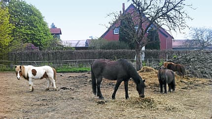 CAV-0714-Reitschultest-Hameln-Lucky-Rider-Ranch-3