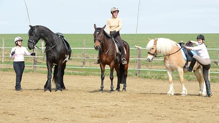 CAV Pferdetausch 1