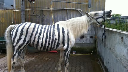 CAV Zebra Bremsen Streifen