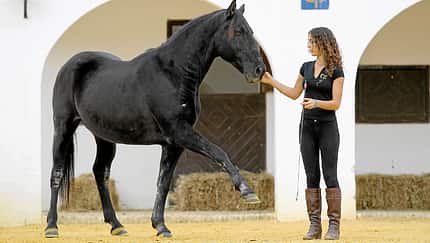CAV Kenzie Dysli  Freiheitsdressur Horsemanship Halsring Academie