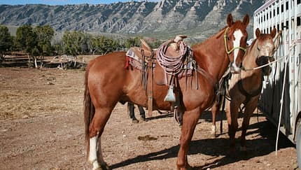 CAV Cattle Drive Western Horsemanship Montana Rinder MS_03