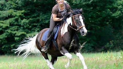 CAV Pferde Senioren Welshcob-Tinker-Hessen-Mix Stute Angelina 20MS