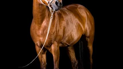 CAV Equine FineArt Jörg Kraus Vito_14