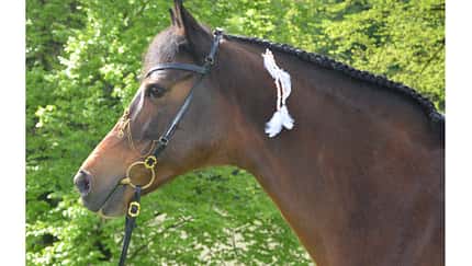 CAV Mähne Schmuck Elisabeth Trunkenpolz Fliegende Zöpfe 6