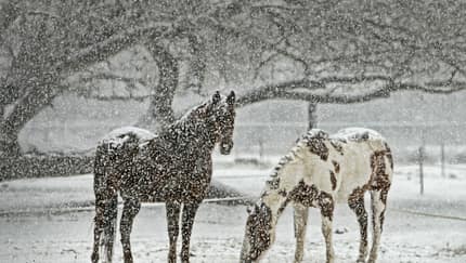CAV Winter Pferde Koppel Schnee