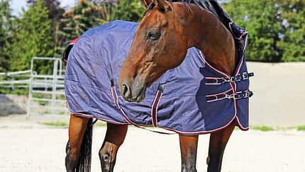 CAV Pferdedecke Aufmacher