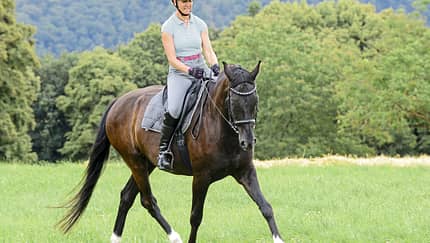 CAV Pferde Wiese reiten Biegung Trab
