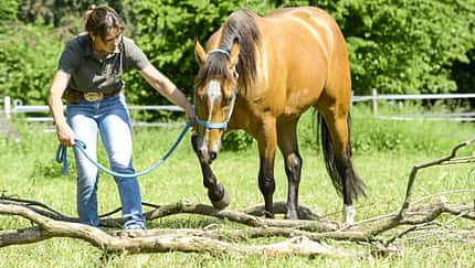 CAV Trail Pferd an der Hand über Baumstämme