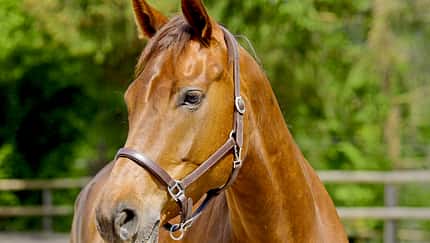 CAV Pferd mit Halfter