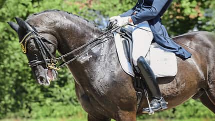 CAV Rollkur Aufmacher