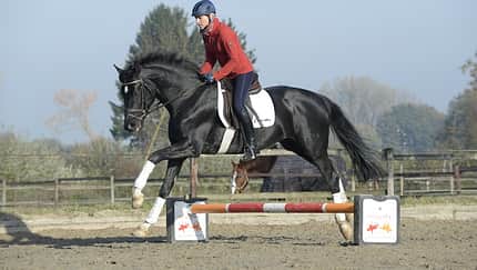 CAV Ingrid Klimke Galopp Cavaletti Sir CAV Ingrid Klimke Galopp Cavaletti Sir