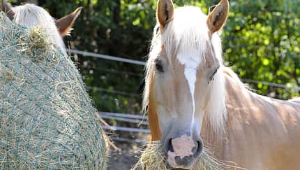 CAV Pferd mit Heunetz Teaser 2