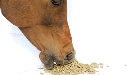 CAV Mineralfutter - Derby Mineral Pellets