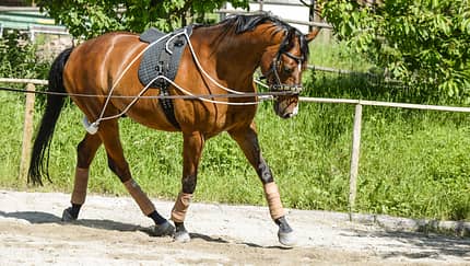 CAV Longieren Hilfsmittel CAV Longieren Hilfsmittel