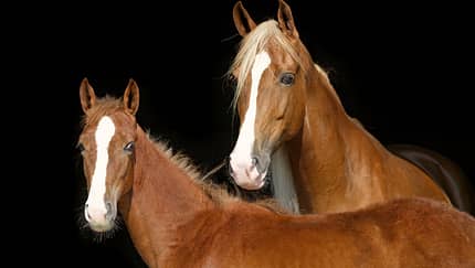 CAV Tennessee Walker Walkaway Farm 1