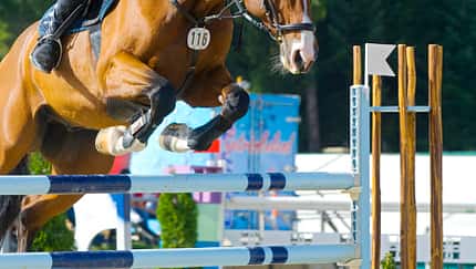 CAV Springen Sprung Springreiten