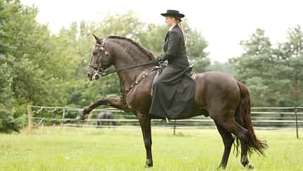 CAV Cavallo Cup Irene Raab-Hinrichs Dressur Barock