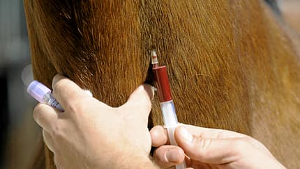 CAV Blutprobe Blut Spritze