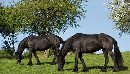 CAV Weide Koppel Gras Friese
