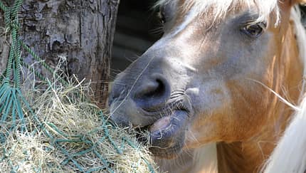 CAV Pferd mit Heunetz Teaser