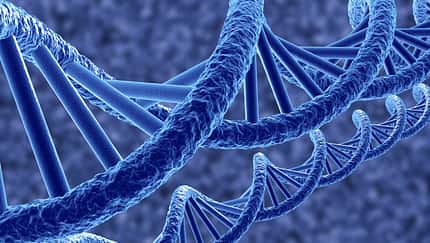 CAV Erbkrankheiten Pferd DNA