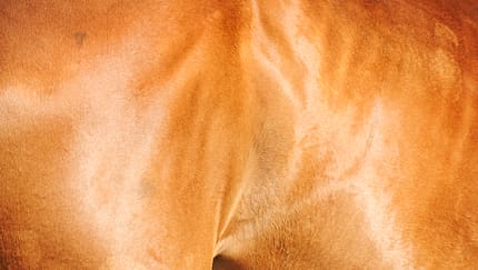 cav-fuettern-fuers-fell-0117-lir8323-v-amendo (jpg)