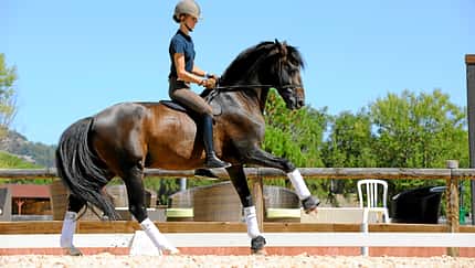 CAV Alizée Froment Gebisslos Dressur