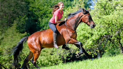 CAV Harmonie Pferd und Reiter 2