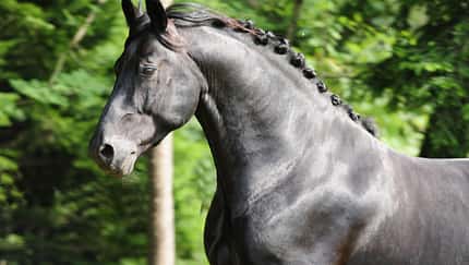 CAV Moritzburg Hengst Pressebild