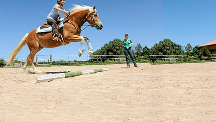 CAV Serie Profi-Trainig Haflinger Stangen Springen Claudia Weiland