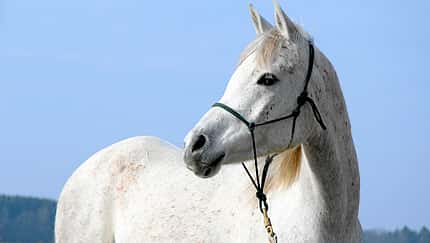 CAV Thoty Top Horse of the Year 2012 Pferde richtig fotografieren
