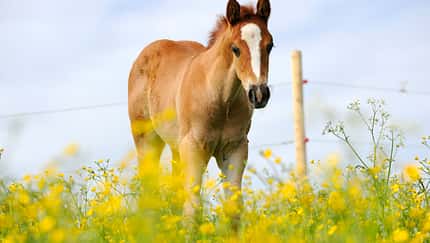 CAV Pferd Herde Weide Koppel Grasen Fohlen