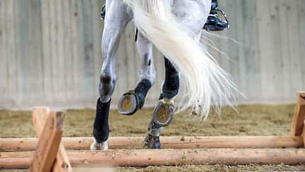 CAV Cavaletti Reiten Pferdebeine Bandagen Eisen Schimmel Schweif