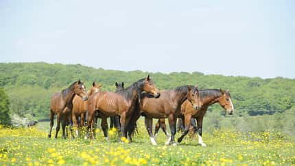 CAV Pferd Herde Weide Koppel Grasen