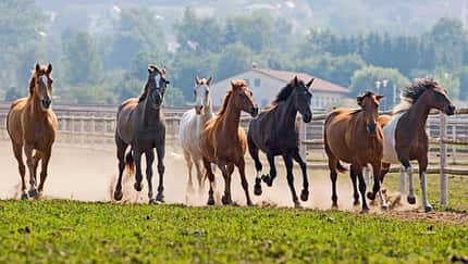CAV Tennessee Walker Walkaway Farm 3