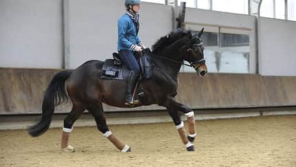 CAV Sattel Dressur Test Annette Stevenson