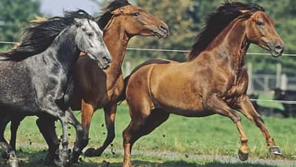 7 CAV Kotwasser_2