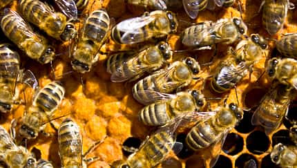 CAV Bienen Waben Honig Propolis