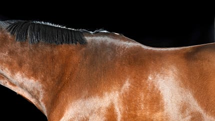 cav-fuettern-fuers-fell-0117-lir0120-v-amendo-aufmacher-und-teaser (jpg)