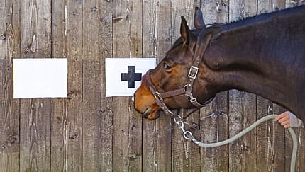 CAV Pferd Test Intelligenz schlau