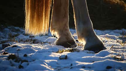 CAV Pferd Hufe Winter Aufmacher CAV Pferd Hufe Winter Aufmacher