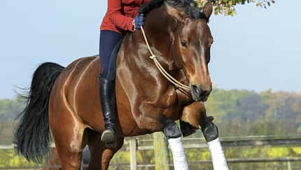 CAV Reiten ohne Sattel und Trense Sprung